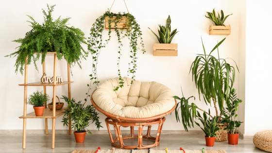 Purify the air in your home and add to your decor by introducing these stylish houseplants.